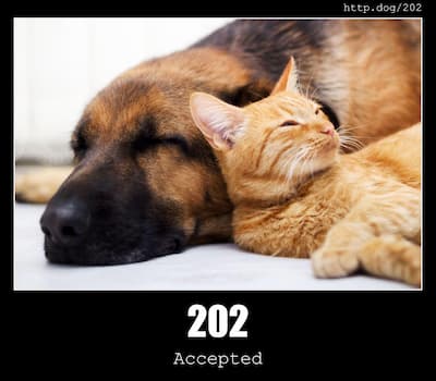 202 Accepted & Dogs