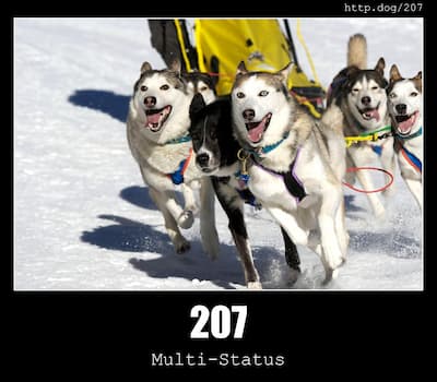 207 Multi-Status & Dogs