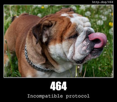 464 Incompatible Protocol & Dogs