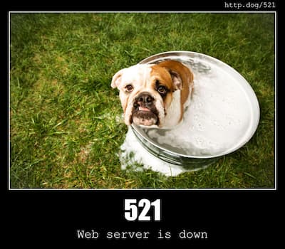 521 Web Server Is Down & Dogs