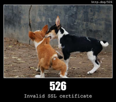526 Invalid SSL Certificate & Dogs