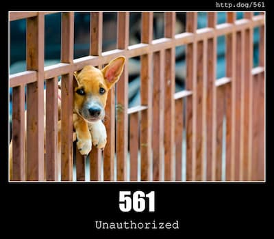 561 Unauthorized & Dogs